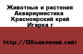 Животные и растения Аквариумистика. Красноярский край,Игарка г.